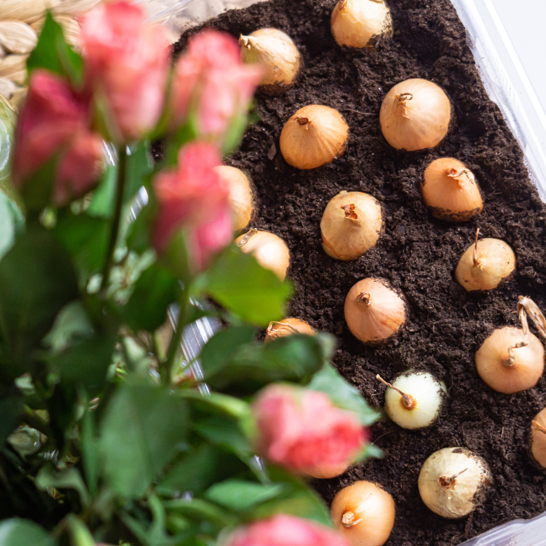 El secret de la primavera: Plantar bulbs al gener